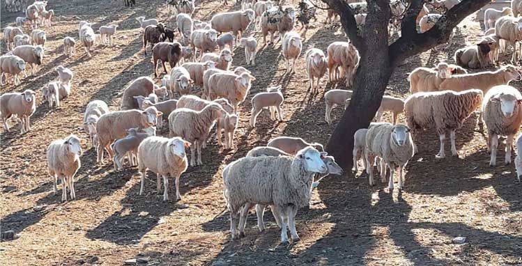 ganado ovino y corderos pastando de cebacor